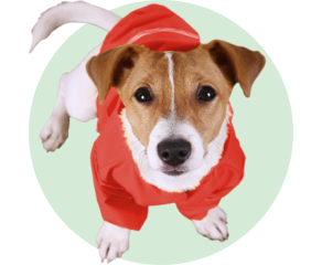 Abbigliamento per cani
